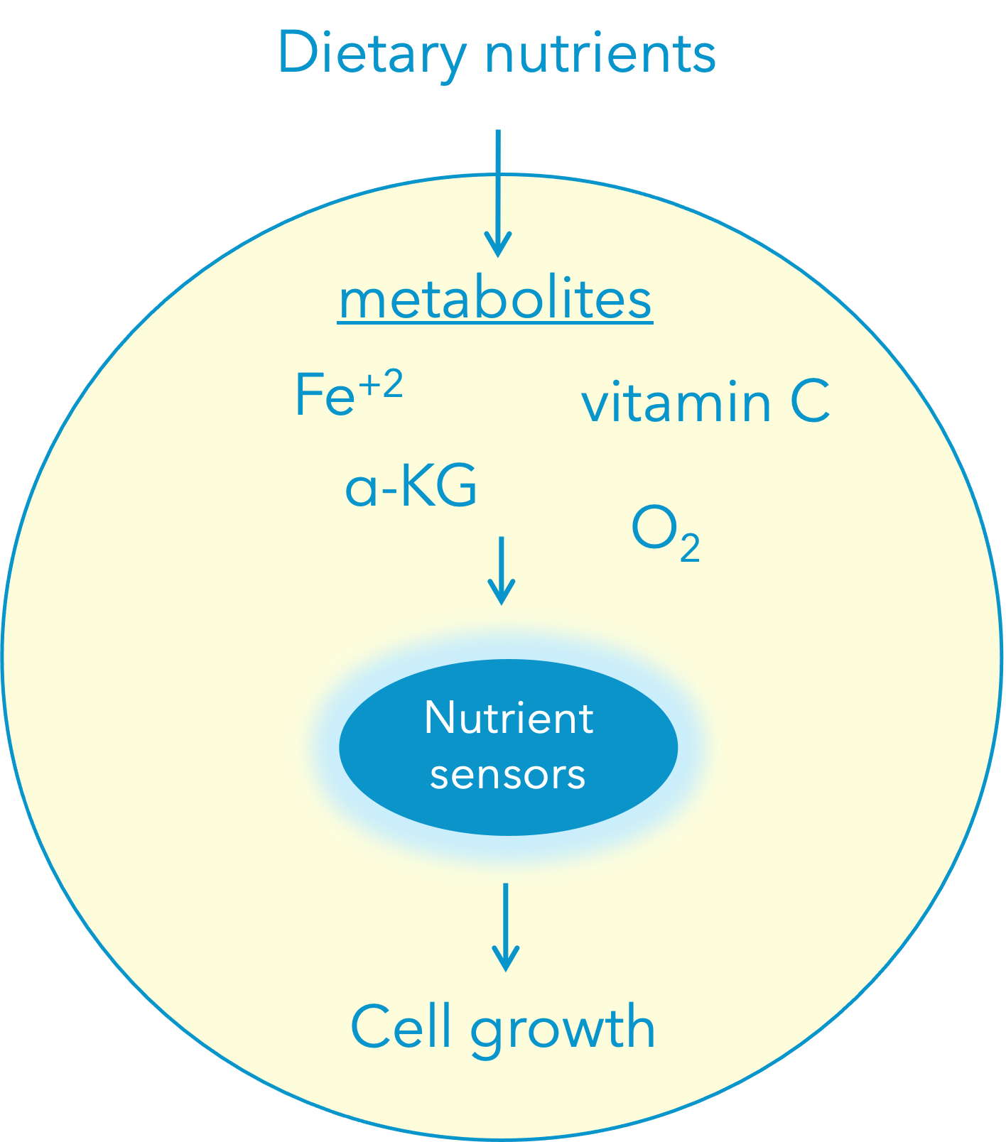 nutrient-sensor-schematic